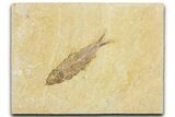 Detailed Fossil Fish (Knightia) - Wyoming #330801-1